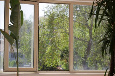 Dışarıdaki yemyeşil ağaçları ortaya çıkaran bir pencereden içeri ışık giriyor..