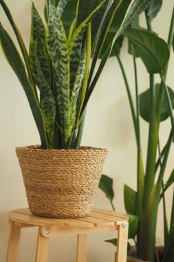 Bereketli yeşil bitkiler ahşap tezgahlara yerleştirilir. Sıcak, kapalı bir alanda..