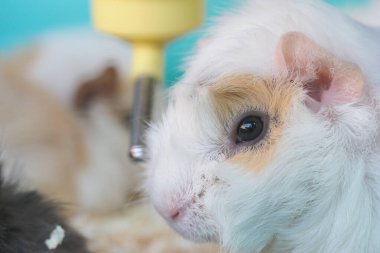 Bir kobay, içindeki su şişesinden su içer..