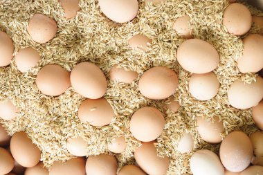 Kahverengi yumurtalar çiftlik zemininde pirinç kabuklarının arasına saçılmış..