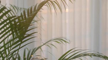 Yumuşak güneş ışığı perdelerin arasından parlıyor, yeşil yaprakları nazikçe aydınlatıyor..