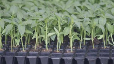 Güneş ışığıyla dolu bir serada fidelerin büyümesini izle..