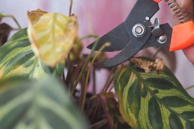 Eller dikkatlice yaprakları doğal ışık altında budarlar..