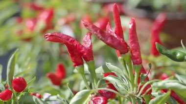 Parlak kırmızı biberler sıcak güneş ışığı altında canlı bir bahçede gelişir..