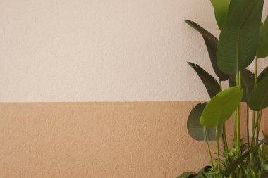 Yeşil bitkiler, iki tonlu duvar tasarımına sahip şık bir odayı geliştirir..