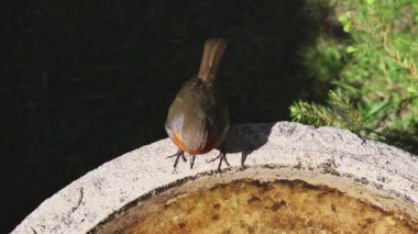 Robin Red Meme İçiyor. Kuzey İngiltere 'deki bir iç bahçedeki bir kuş banyosundan alınan robin kırmızı göğsünün (erithacus rubecula) havadan çekilmiş yakın çekim kaydı..