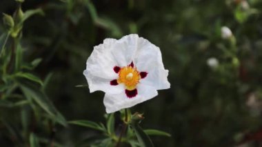 Günün sonunda taç yapraklarını döken bir salyangoz bitkisinin hızlandırılmış kaydı. Bir salkımdaki çiçekler genellikle bir günden fazla sürmez..