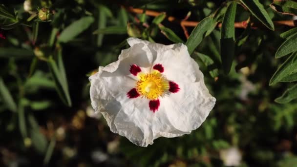 Μια Καταγραφή Του Χρόνου Lapse Ενός Φυτού Cistus Ρίχνει Πέταλα — Αρχείο Βίντεο