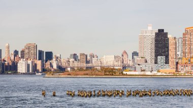 East River 'ın karşısındaki Long Island City' deki Hunter 's Point South' a doğru, Amerika Birleşik Devletleri 'ndeki New York City. Roosevelt Adası ve Queensboro Köprüsü 'nün adanın üzerinden geçtiği de görülebilir..