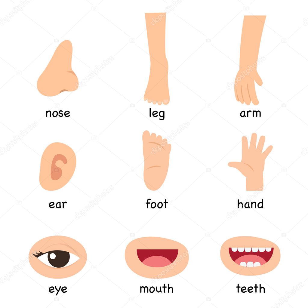 Illustration of vocabulary part of body vector