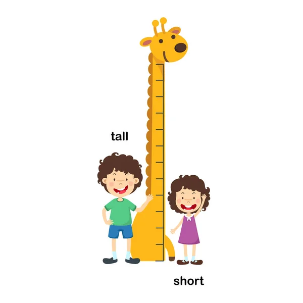 Tall Short Vector Illustration — Stock Vector