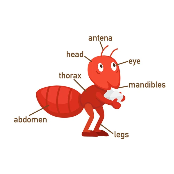 Illustration Ant Vocabulary Part Body Vector — Stock Vector