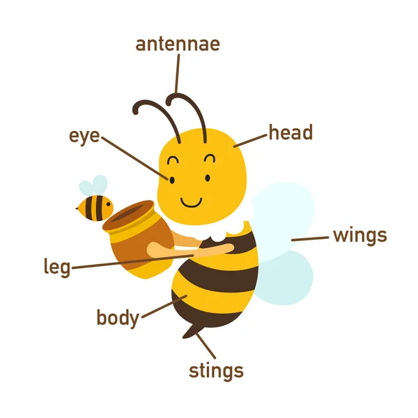 Illustration Bee Vocabulary Part Body Vector — Stock Vector