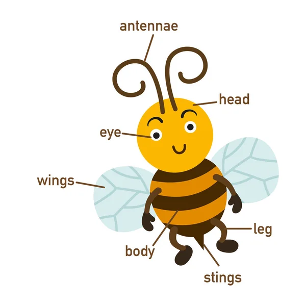 Illustration Bee Ordförråd Del Body Vector — Stock vektor