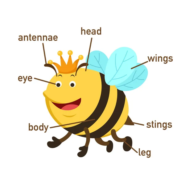 Illustration Bee Ordförråd Del Body Vector — Stock vektor