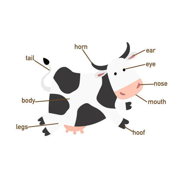 Ilustração Vocabulário Vaca Parte Corpo Vetor — Vetor de Stock