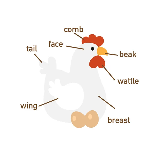 Illustration Chicken Vocabulary Part Body Vector — Stock Vector