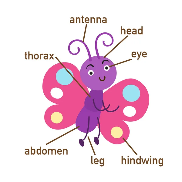 Illustrazione Della Parte Del Vocabolario Delle Farfalle Del Corpo Vettore — Vettoriale Stock