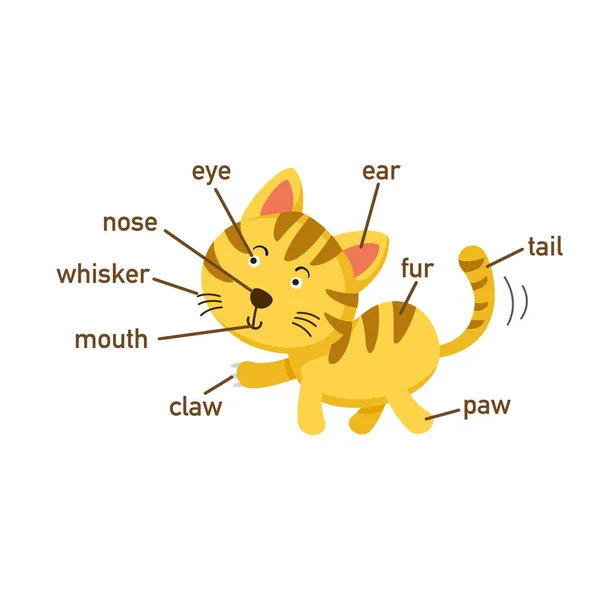 Ilustração Vocabulário Gato Parte Body Vector — Vetor de Stock