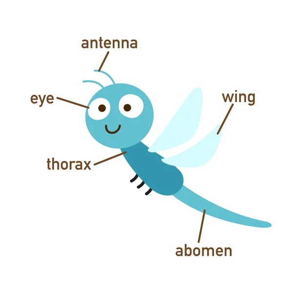 Ilustracja Dragonfly Słownictwa Część Body Vector — Wektor stockowy