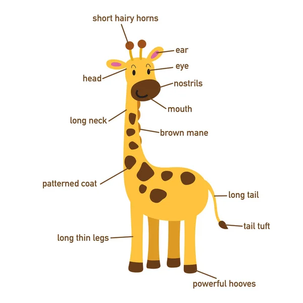 Ilustracja Żyrafa Słownictwa Część Body Vector — Wektor stockowy