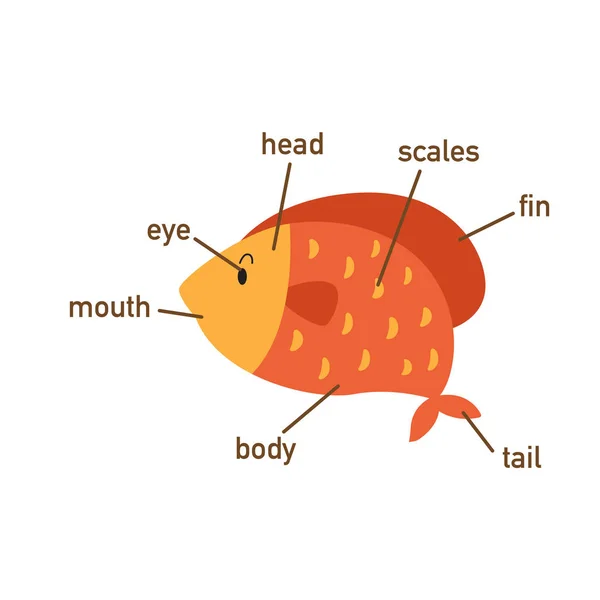 Ilustração Vocabulário Dos Peixes Parte Body Vector — Vetor de Stock
