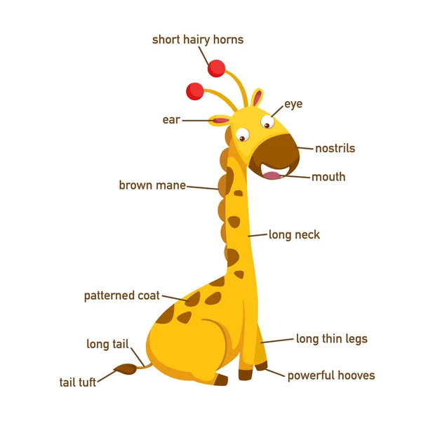 Illustrazione Della Parte Del Vocabolario Giraffa Del Corpo Vettore — Vettoriale Stock