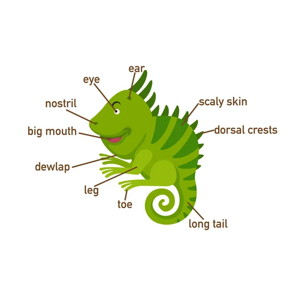 Illustration Iguana Vocabulary Part Body Vector — Stock Vector