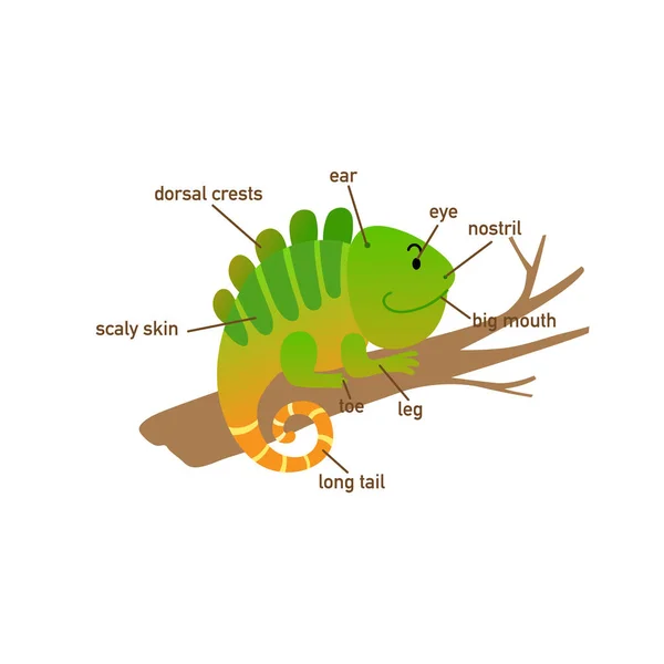 Illustrazione Della Parte Del Vocabolario Iguana Del Corpo Vettore — Vettoriale Stock