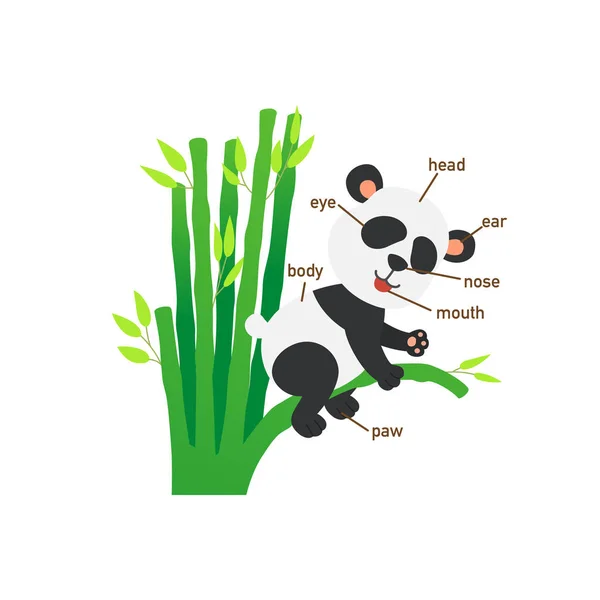 Illustrazione Della Parte Del Vocabolario Panda Del Corpo Vettore — Vettoriale Stock