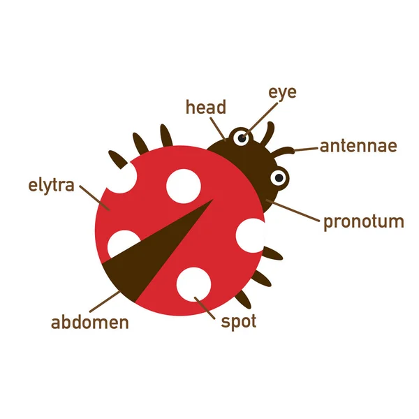 Ilustracja Biedronka Słownictwa Część Body Vector — Wektor stockowy