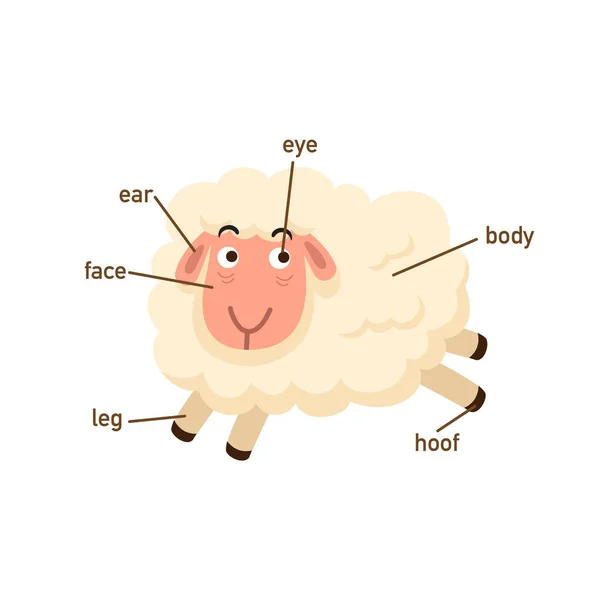 Body Vector の羊の語彙部分の図 — ストックベクタ