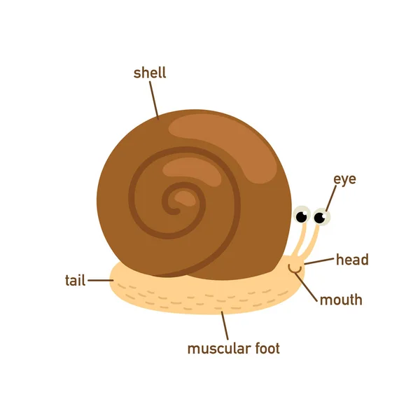 Illustration Snail Vocabulary Part Body Vector — Stock Vector