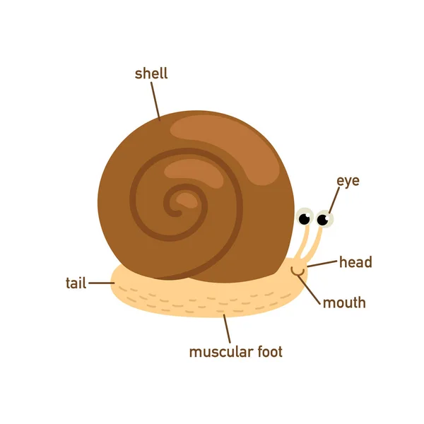 Afbeelding Van Een Slak Woordenschat Deel Van Body Vector — Stockvector