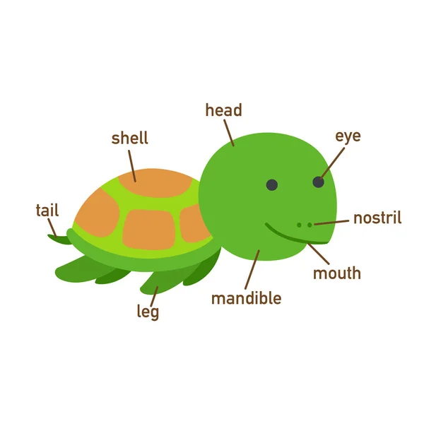 Ilustrace Želva Slovní Části Body Vector — Stockový vektor