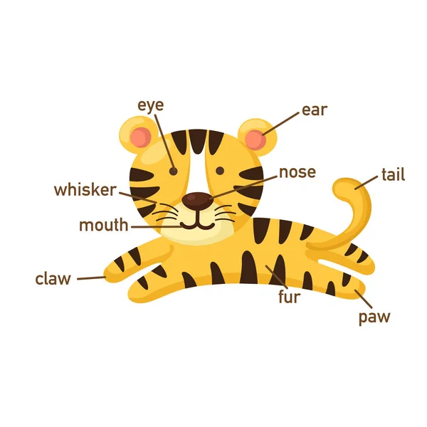 Εικονογράφηση Της Τίγρης Λεξιλόγιο Μέρος Του Body Vector — Διανυσματικό Αρχείο