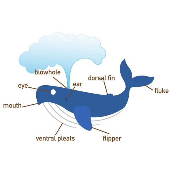 Ilustracja Wieloryba Słownictwa Część Body Vector — Wektor stockowy