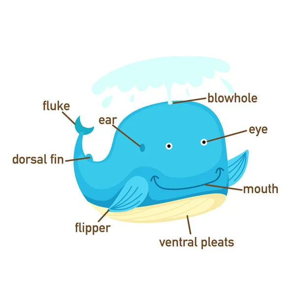 Ilustración Vocabulario Ballena Parte Del Cuerpo Vector — Vector de stock