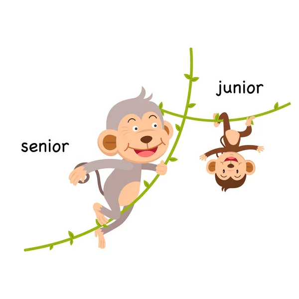 Mittemot Senior Och Junior Vektorillustration — Stock vektor