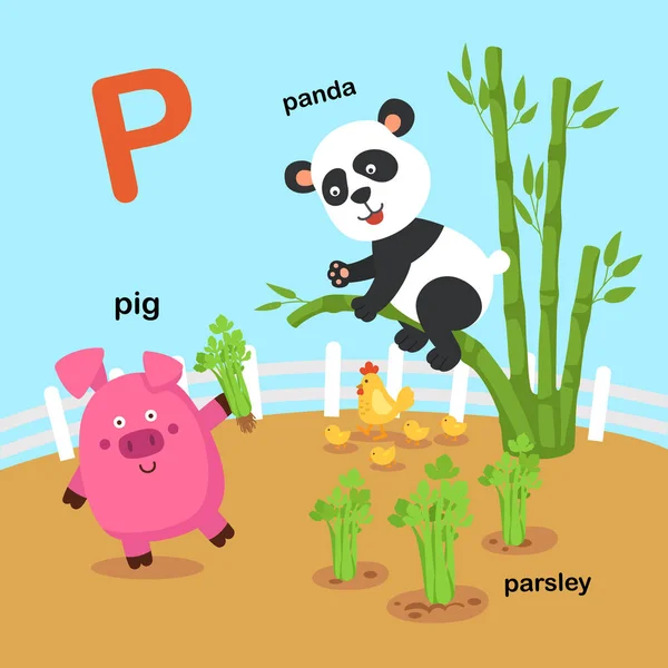 イラスト分離アルファベット手紙 Panda Parsley Pig Vector — ストックベクタ