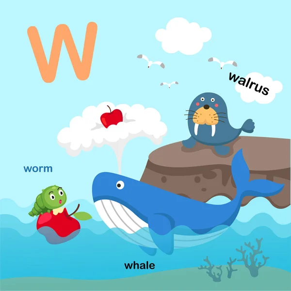 Ilustrace Samostatný Abecedě Písmeno Walrus Whale Worm Vector — Stockový vektor