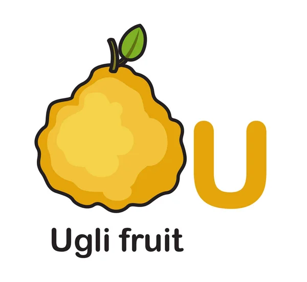 Alfabetet skrivelse U-Ugli frukt vektor illustration — Stock vektor