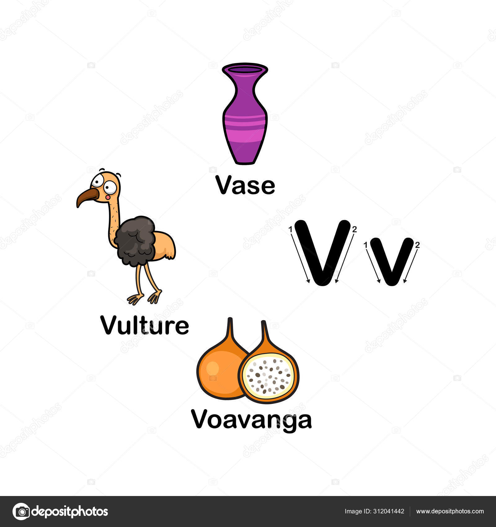Alphabet Letter V Vase Voavanga Vulture Vector Illustration