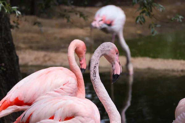 Roze Flamingo Staat Naast Een Vijver Natuur — Stockfoto