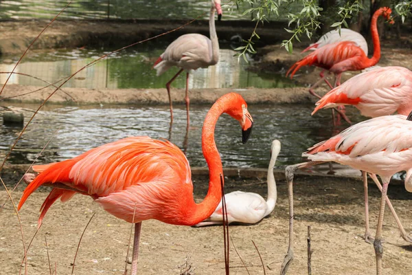 ピンクフラミンゴは自然界の池の隣に立っています — ストック写真