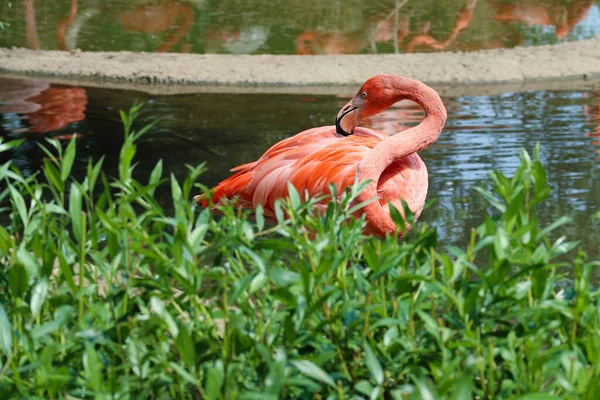 ピンクフラミンゴは自然界の池の隣に立っています — ストック写真