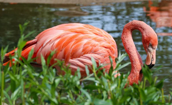 Flamant Rose Tient Côté Étang Dans Nature — Photo