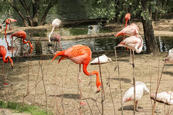 ピンクフラミンゴは自然界の池の隣に立っています — ストック写真