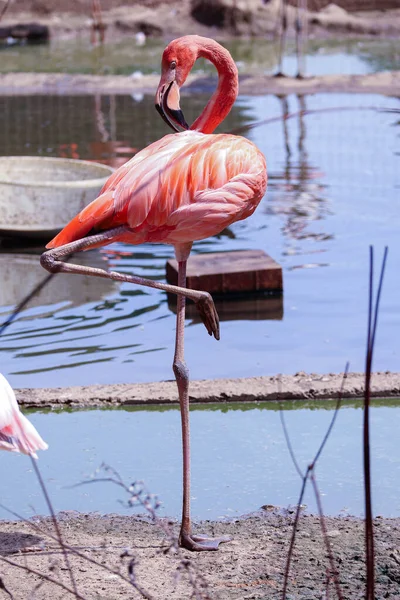 ピンクフラミンゴは自然界の池の隣に立っています — ストック写真