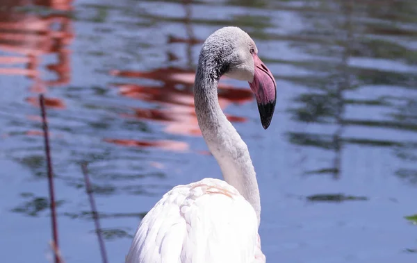 Flamant Rose Tient Côté Étang Dans Nature — Photo